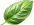 Basil leaf small
